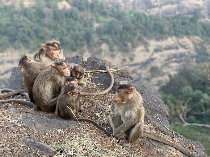 Monkey Point